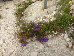 Edraianthus