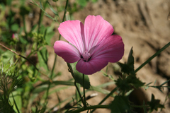 Malva trimestris image