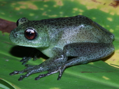 Aplastodiscus perviridis