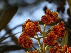 Buddleja incana