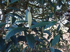 Buddleja incana