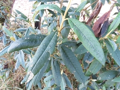 Buddleja incana