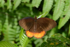 Corderopedaliodes pandates