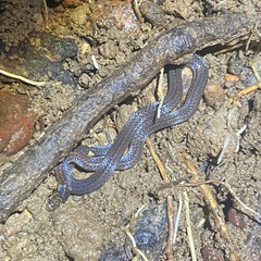 Calamaria pavimentata