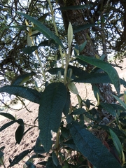 Buddleja incana