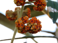 Buddleja incana