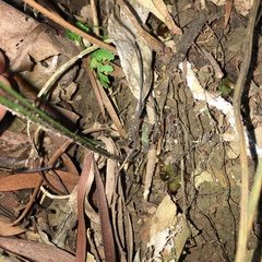 Microlepia calvescens