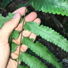 Microlepia calvescens