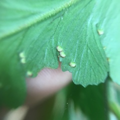 Microlepia calvescens