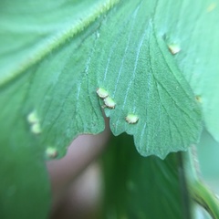 Microlepia calvescens