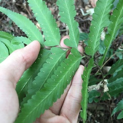 Microlepia calvescens