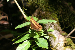 Adelpha tracta
