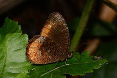 Corderopedaliodes pandates
