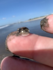 Dolabrifera nicaraguana