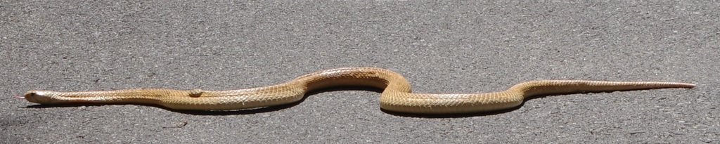 Equatorial Spitting Cobra