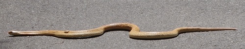 Equatorial Spitting Cobra