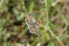 Pyrgus cirsii