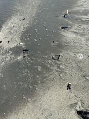 Dolabrifera nicaraguana