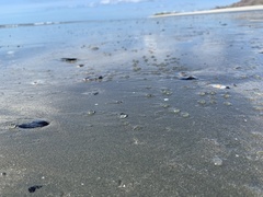 Dolabrifera nicaraguana