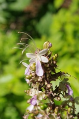 Rotheca