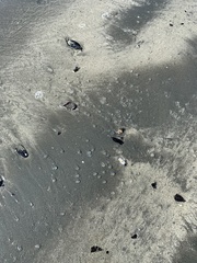 Dolabrifera nicaraguana