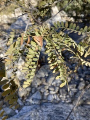 Eysenhardtia orthocarpa