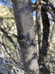 Eysenhardtia orthocarpa