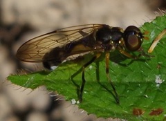 Spheginobaccha