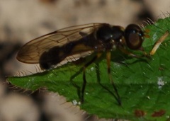 Spheginobaccha