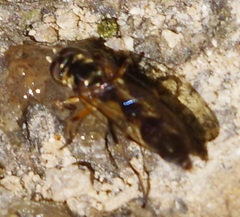 Spheginobaccha