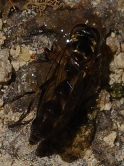 Spheginobaccha