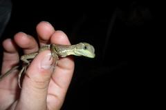 Basiliscus