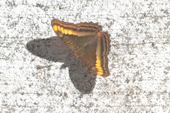 Adelpha tracta
