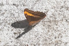 Adelpha tracta