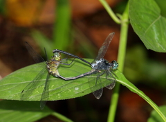 Pornothemis starrei