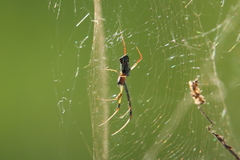 Trichonephila inaurata
