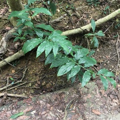 Zingiber kawagoii