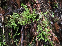 Selaginella douglasii