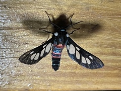 Metamicroptera rotundata