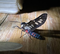 Metamicroptera rotundata