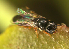 Euryglossina proctotrypoides