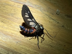 Metamicroptera rotundata