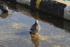 Columba livia domestica