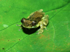 Dendropsophus microps
