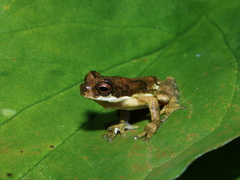 Dendropsophus microps