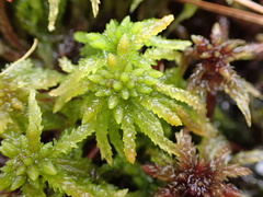 Sphagnum affine