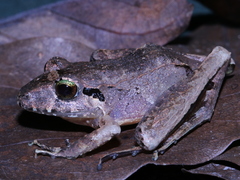 Ischnocnema henselii