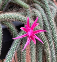 Aporocactus