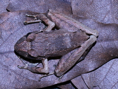 Ischnocnema henselii