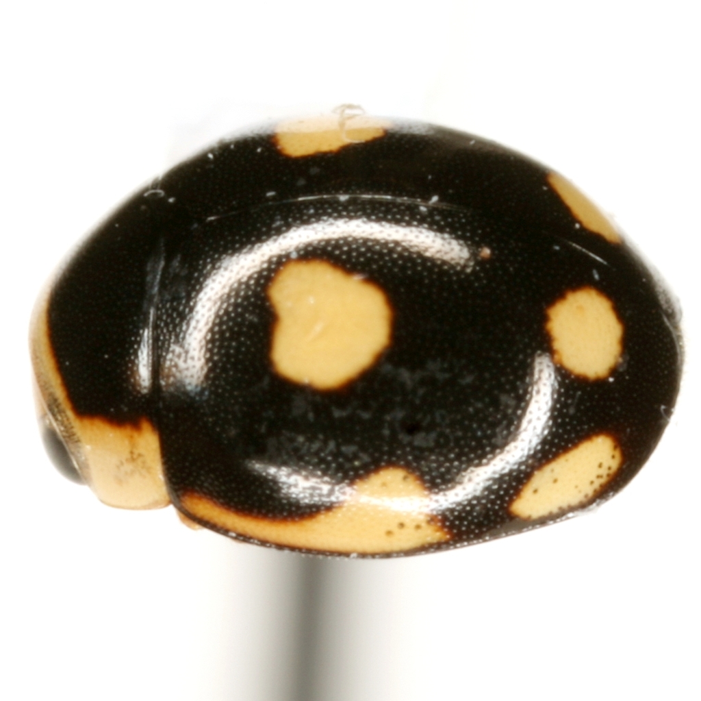 Hyperaspis weisei